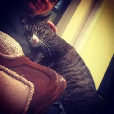 One of The FurKid Company's cat clients (1 of 8)
