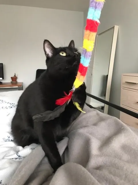 One of The FurKid Company's cat clients (4 of 8)
