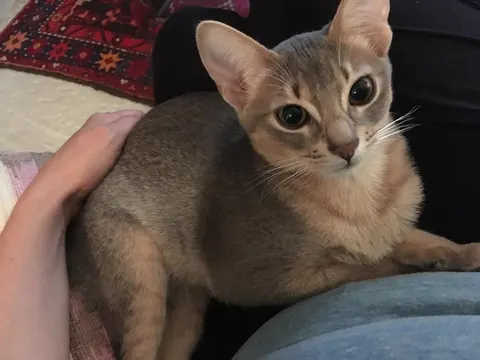 One of The FurKid Company's cat clients (5 of 8)
