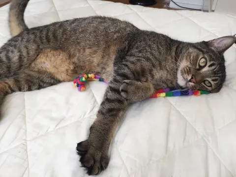 One of The FurKid Company's cat clients (6 of 8)