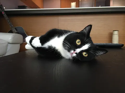 One of The FurKid Company's cat clients (7 of 8)