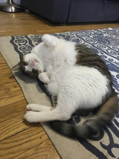 One of The FurKid Company's cat clients (8 of 8)